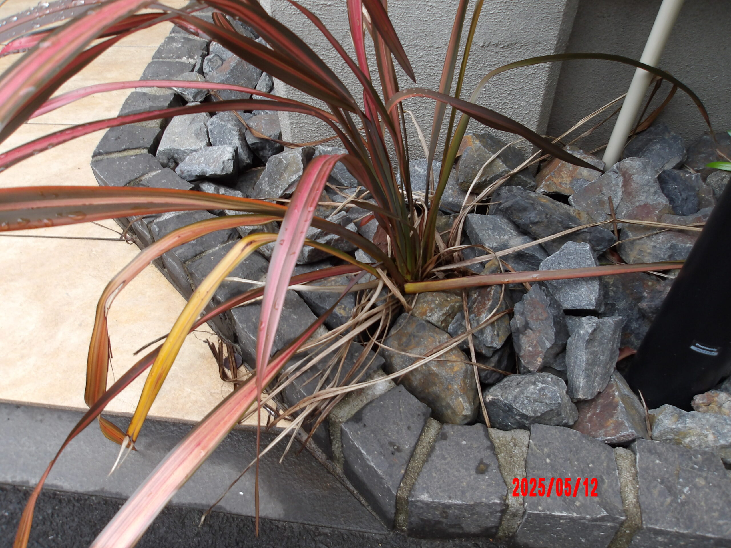 植栽の整理 Before